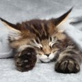 猫の『睡眠の質』を良くする4つの方法
