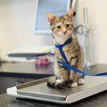2ヶ月の子猫の体重、測り方や増えない時の対処法