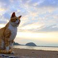 猫島「相島」の魅力と福岡からの行き方