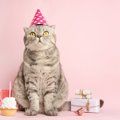 愛猫の『誕生日』はどんなふうに過ごす？3つの祝い方と喜ばれるプレゼ…