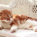 猫の「軟骨異形成症候群」って何？症状、治療法、なりやすい猫種を解説