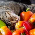 猫にとって有毒な『秋の食べもの』5選　理由と摂取時の危険性とは