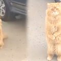 道行く人に助けを求める野良猫…二本足で立ち上がる姿を見かけた女性が…