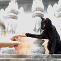 【世界にゃん事情】タイ・バンコクの猫たち
