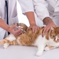 猫のワクチン接種が必要な理由とその注意点とは