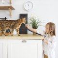 猫の『健康診断』は何歳から？検査内容や費用、注意点を紹介