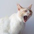 猫の『ネガティブな感情』の鳴き方4つ　注意すべき訴えと対処法を解説