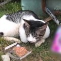 痩せこけて行き倒れた猫…保護後に起こった驚きの展開に涙