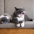 猫の『あくび』には4種類存在する？それぞれの意味を解説！