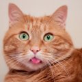 猫の『舌』が出たままになるのはナゼ？3つの理由と危険な場合とは