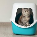 猫のトイレの消臭対策グッズおすすめ10選！マーキングの悩みも解決！