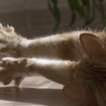 猫の引っかき傷の危険性と治す処置について