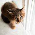猫が『上目遣い』している時の心理4つ　仕草と行動からわかる訴えとは？