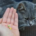 猫に上手に薬を飲んでもらうコツと種類別の方法