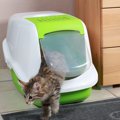 猫用トイレマットの正しい選び方とオススメ商品6選！