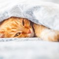 『寝起きが悪い時』の猫の行動3つ！体調にも注意すべき場合とは？