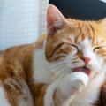 猫の『毛玉による嘔吐』を減らすには？3つのケア方法