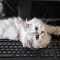 猫が『パソコン』の上に乗るのはなぜ？5つの心理