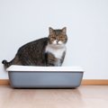 猫の健康管理はトイレから！「トレッタ（toletta）」の評判や口コミを…