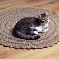 新しいシーツに絨毯…どうして猫は新しい敷物が好き？５つの理由