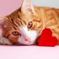 『沢山愛されている猫』の特徴4つ♪愛情を上手く伝えるにはどうしたら…