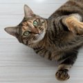 『安心している猫』がする仕草3選♡警戒中との違いを徹底解説！