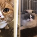 購入後に捨てられた猫たち…新しい猫生を繋ぐ活動がスタート！