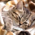 『猫風邪』の症状4つ！特効薬や治療する方法は？