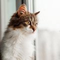 猫の致死率ほぼ100%の『猫伝染性腹膜炎（FIP）』とは？原因や症状など…