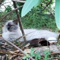 猛暑の中公園に捨てられていた盲目の猫。前向きに生きる姿に胸を打た…