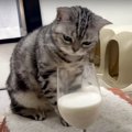 届かないミルク…！猫ちゃんがとった行動とは？