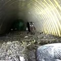 花火に驚いた猫が排水溝に落下…地中に潜る救出作業の行方は？