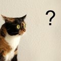 猫が心を奪われる『謎アイテム』3選