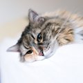 猫が『うつ病』になったら…5つの初期症状とその時飼い主がすべき行動