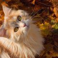 猫が『秋』に起こしやすい4つのトラブル　予防するためには…