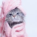 猫がいるお家の『湿気対策』5つ！ジメジメの季節に起こりやすい湿気ト…