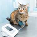 高齢猫に多発中！猫の『高血圧症』の症状と予防策３つ
