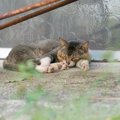竜巻に襲われた高齢猫を救え！女性がライブカメラで発見し、無事保護…