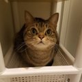 『お風呂拒否』する猫をシャンプーする秘策４選
