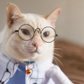 猫のオス・メス別『かかりやすい病気』4選！飼い主がすべき予防策とは？