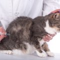 猫の3種ワクチンで予防できる病気と接種の仕方