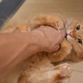 猫に『血が出るほど噛まれた』時にすべきこと3つと予防策