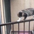 柵の上でプルプルしている猫を室内からヒソヒソ話する猫達が大反響！