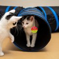 猫が『トンネルおもちゃ』を喜ぶ理由３つ！簡単DIYレシピを紹介♡