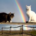 亡くなった猫は「虹の橋」のどこにいるの？