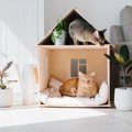 猫を飼う時に『狭い部屋』はNG？最高の環境を作り出す3つの方法