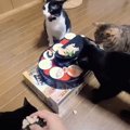 猫10匹と回転寿司パーティーをやってみた結果…最高に幸せな空間に『私…