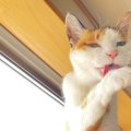 猫が『顔を洗う』4つのワケ！洗う順番や気になる諸説を紹介！