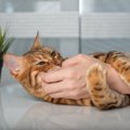 『腕にしがみつく猫』の心理4つ！じゃれすぎには注意が必要？