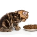 腎不全の猫が食事で注意すべき3つのこと